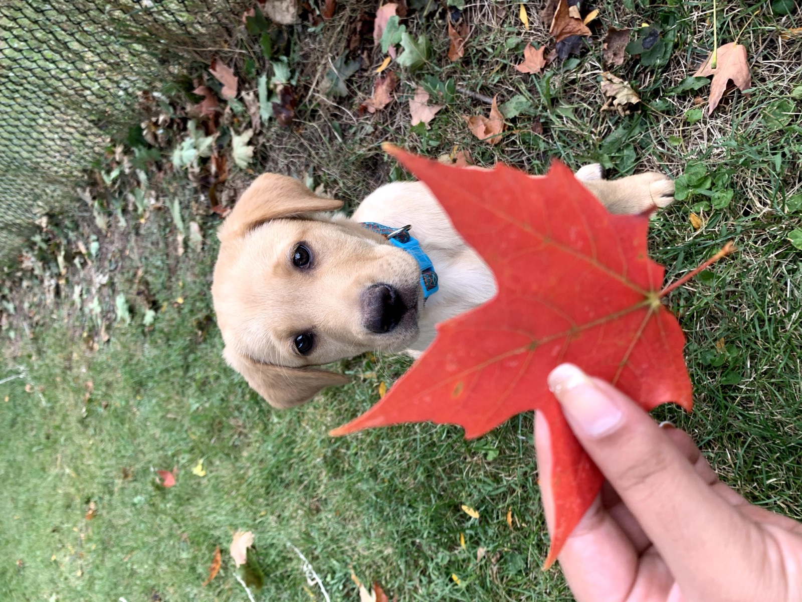 Iris as a puppy, looking up beside a bright red maple leaf
